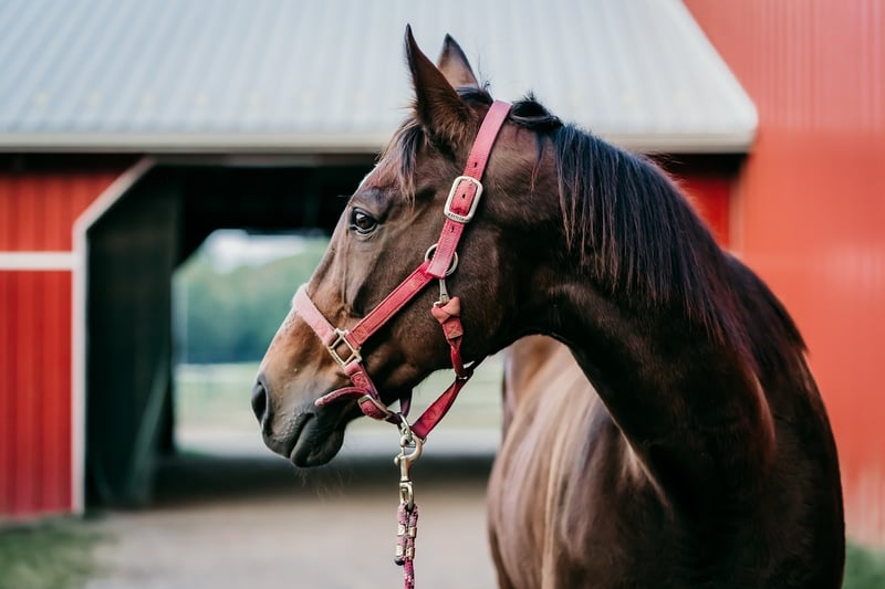 The Barn at Twin Oaks Ranch